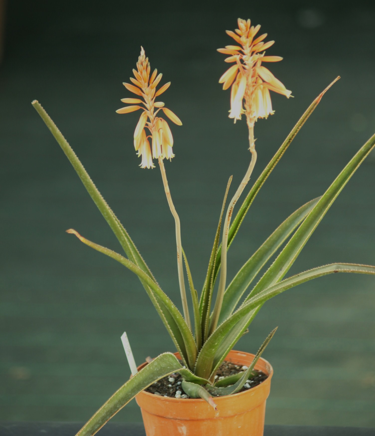 Liliaceae Aloe hybr. Grassy Lassie CactusGarden.it Azienda