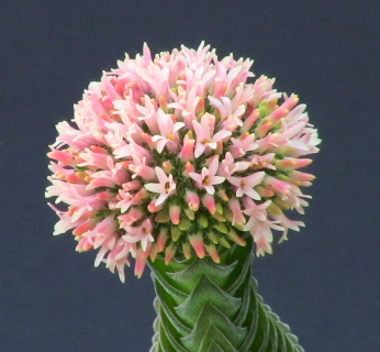 Crassula Tempio Di Buddha - Pianta Grassa Vera In Vaso 8cm - Foto 5